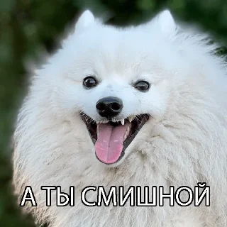 Sticker Kasper_dog - 11