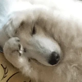 Sticker Kasper_dog - 10