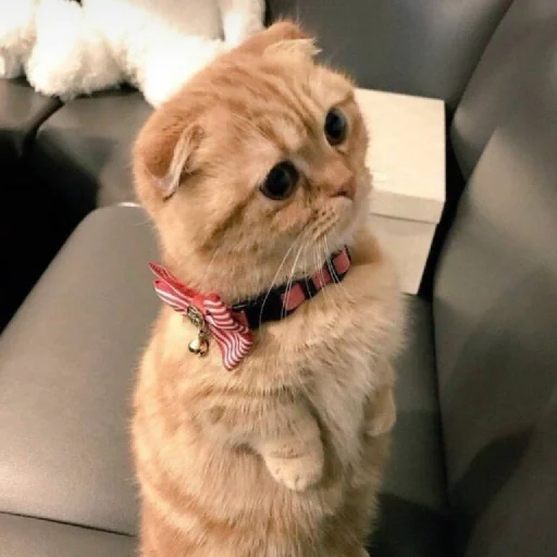 комнатный животное домашнее животное