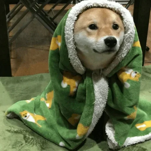 животное млекопитающее домашнее животное