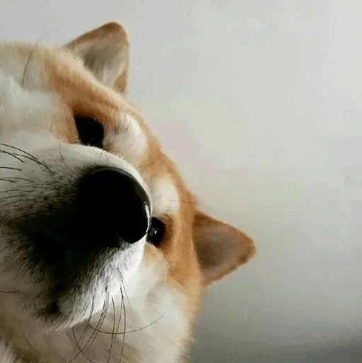 млекопитающее животное домашнее животное