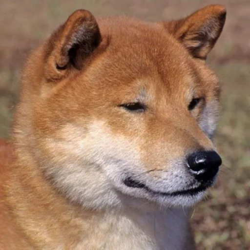 млекопитающее животное собака