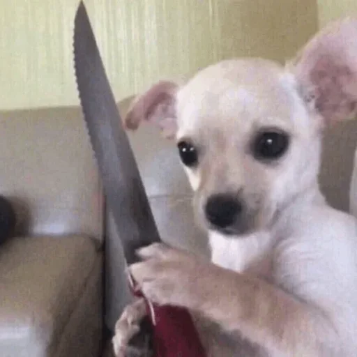 домашнее животное комнатный порода собак