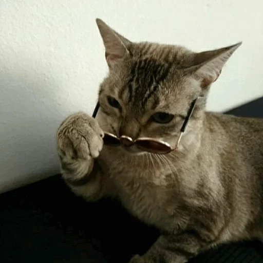 млекопитающее животное кошка