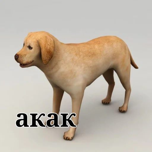 порода собак собака млекопитающее