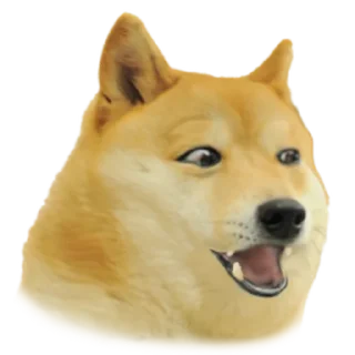 Doge Edits 4 - собака