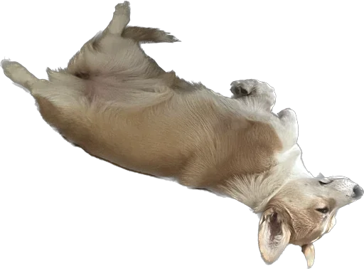 Стикер Dogfifa - 1