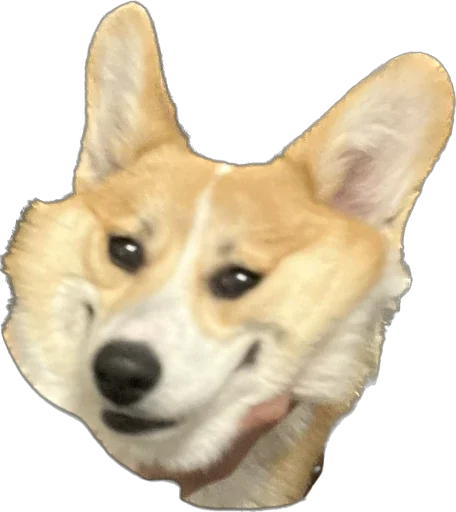 Стикер Dogfifa - 1