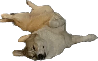 Стикер Фифа - 4