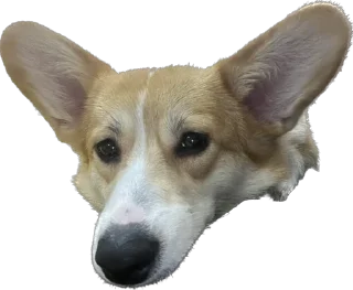 Стикер Фифа - 6