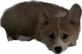 Стикер Фифа - 5