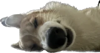 Стикер Фифа - 11