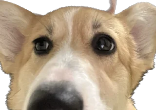 Стикер Фифа - 3