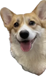 Стикер Фифа - 1