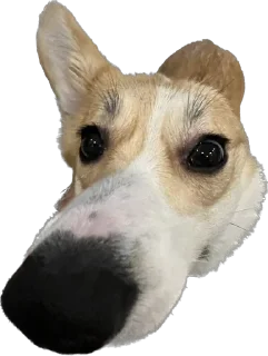 Стикер Фифа - 7