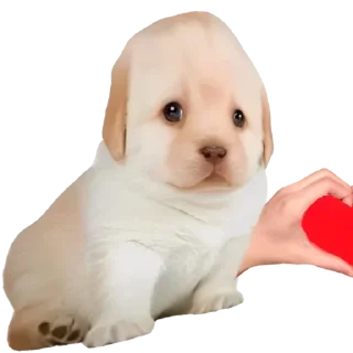 Стикер Doggies • @TgStickery - 6