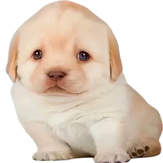 Стикер Doggies • @TgStickery - 2