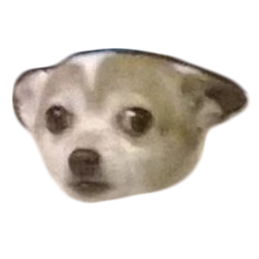 Стикер Doggos - 1