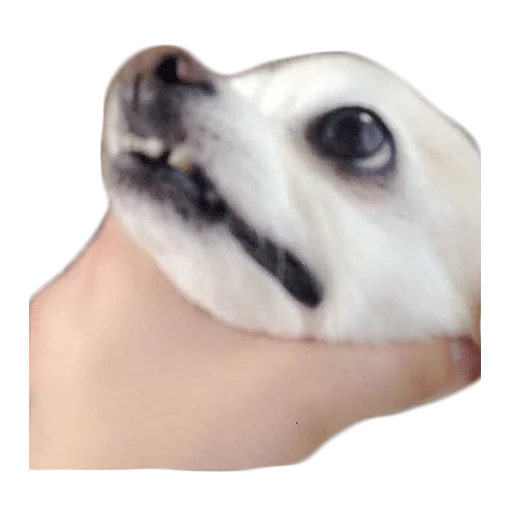 Стикер Doggos - 1