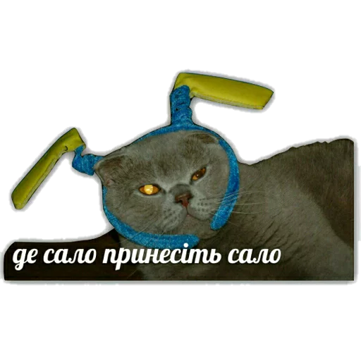 small to medium-sized cats cat domestic cat