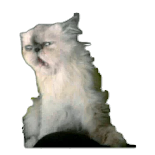 animal domestic cat cat