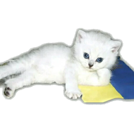 animal mammal small to medium-sized cats