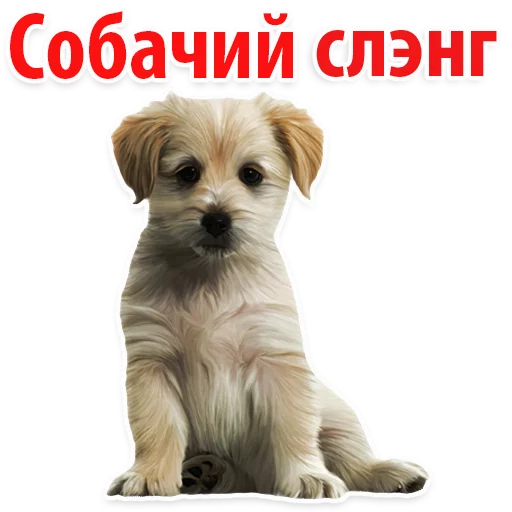 🐕Собачий Слэнг @TuristasTV - животное