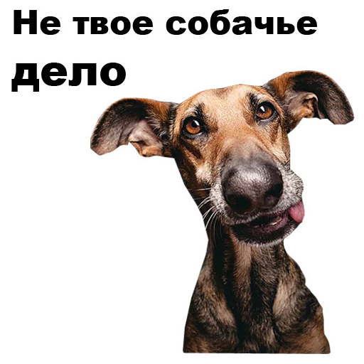 млекопитающее животное порода собак