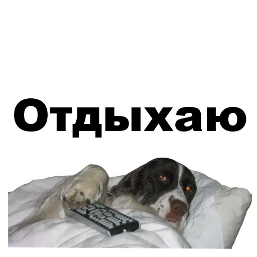 домашнее животное порода собак СМС