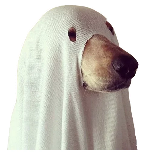 собака животное Белый