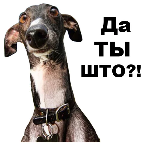 рыло порода собак животное