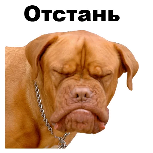 порода собак собака млекопитающее