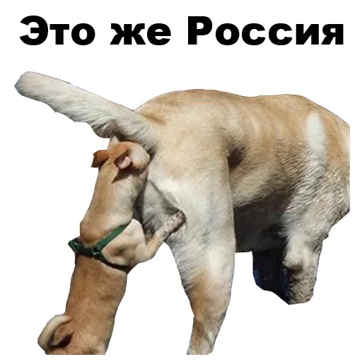 млекопитающее животное собака