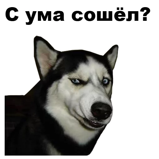 СМС хриплый ездовая собака