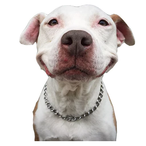 млекопитающее животное порода собак