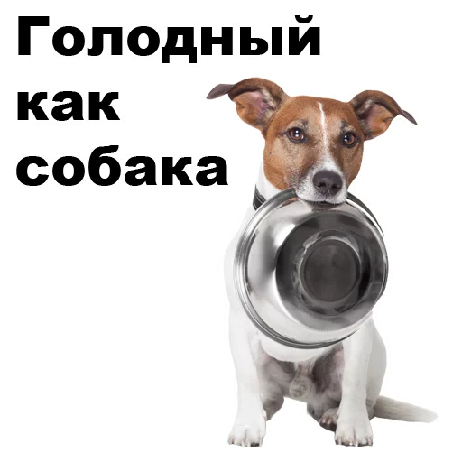 порода собак собака домашнее животное