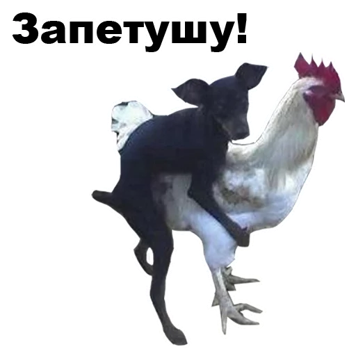 курица СМС животное