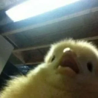 Стикер Dogs cute ( @Aestelar ) - 3