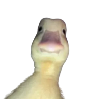 Стикер Dogs cute ( @Aestelar ) - 8