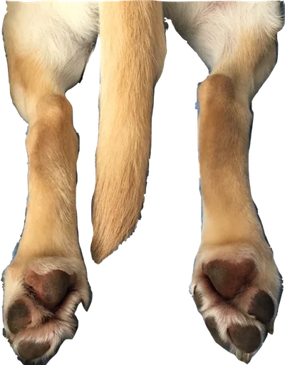 Sticker Dog's mood - 6