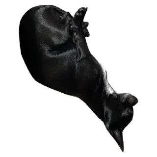 Sticker Dog's mood - 11