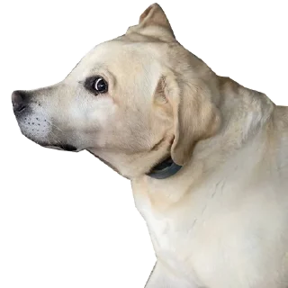 Sticker Dog's mood - 2