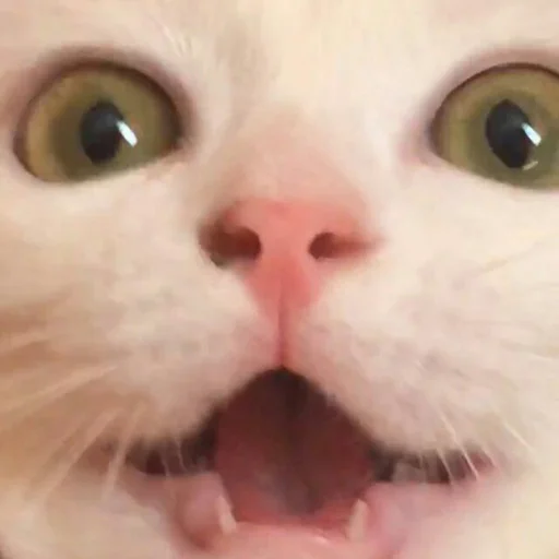 Стикер Долбич 3.0 - 4