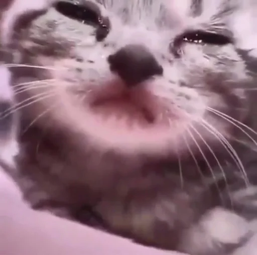 Стикер Долбич 3.0 - 3