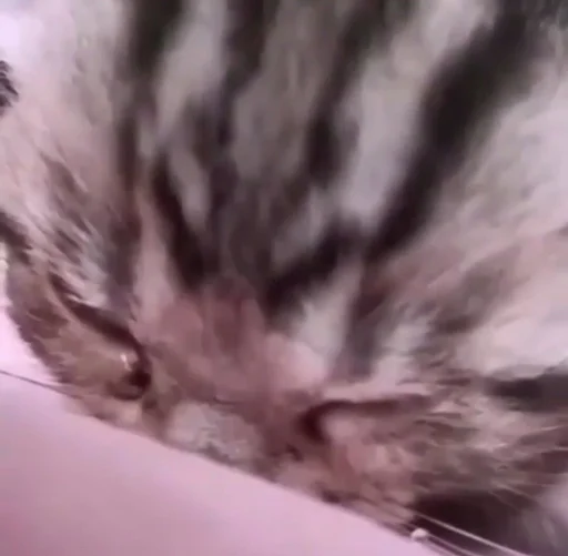 Стикер Долбич 3.0 - 0