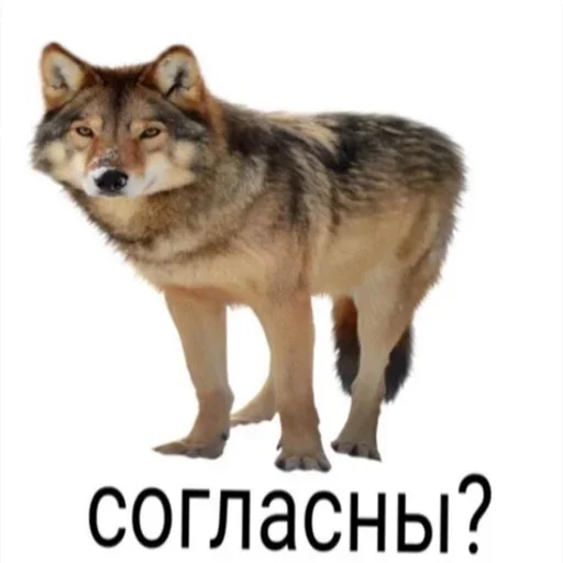 млекопитающее животное волк