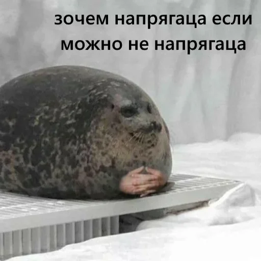 животное млекопитающее морские млекопитающие