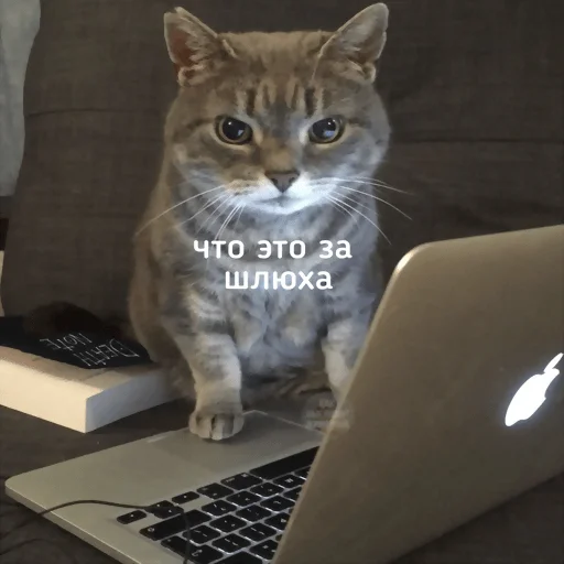 Sticker Dolbolesya - 1