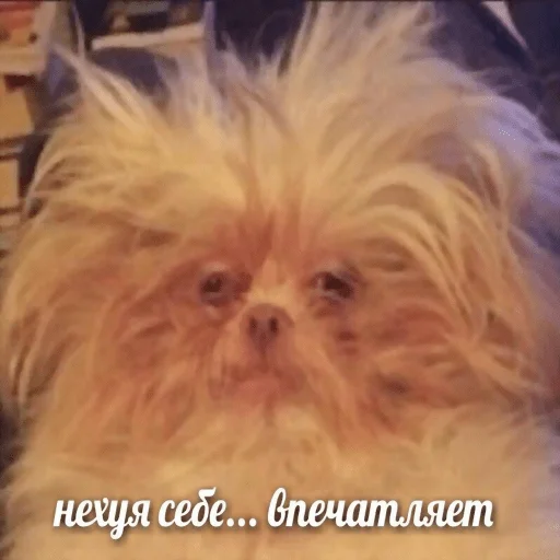 Sticker Dolbolesya - 1