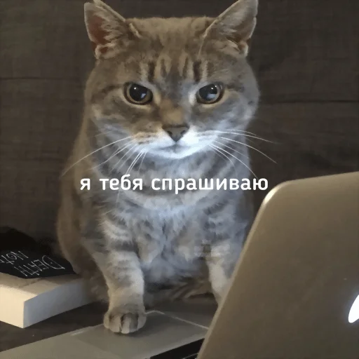 Sticker Dolbolesya - 1